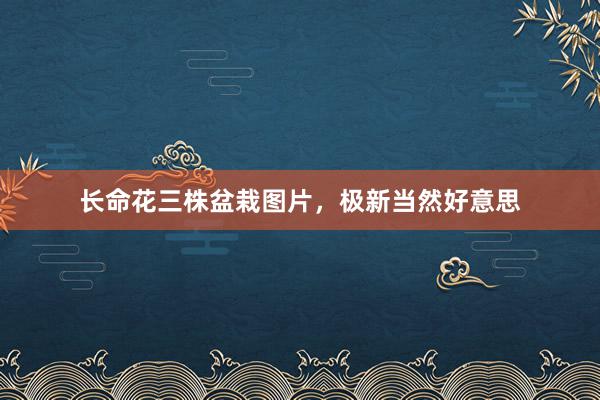 长命花三株盆栽图片，极新当然好意思